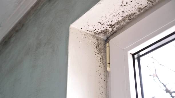 Best Residential Mold Remediation in Herscher, IL
