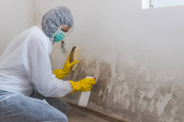 Best Attic Mold Remediation in Herscher, IL
