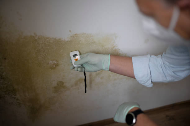 Best DIY Mold Remediation Support Services in Herscher, IL