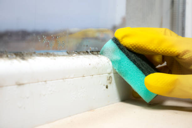 Best Black Mold Remediation in Herscher, IL