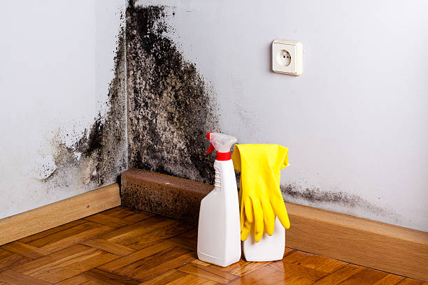 Professional Mold Remediation in Herscher, IL