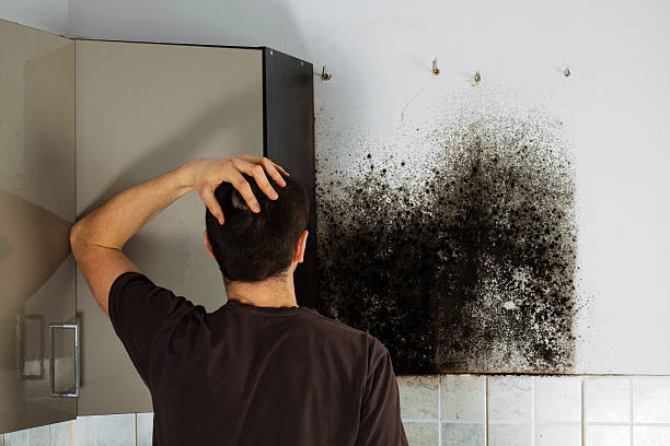 Best Commercial Mold Remediation in Herscher, IL