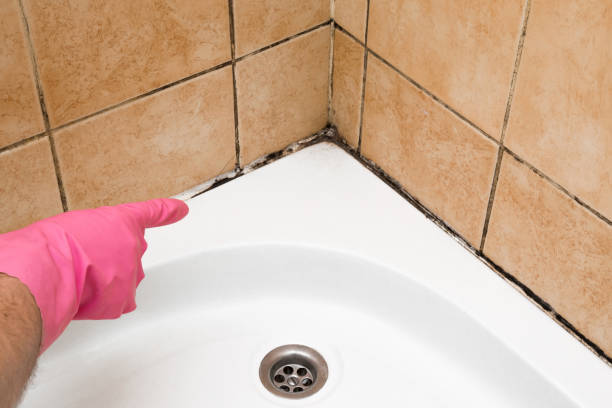 Best Localized Mold Remediation (e.g., coastal areas, humid climates) in Herscher, IL