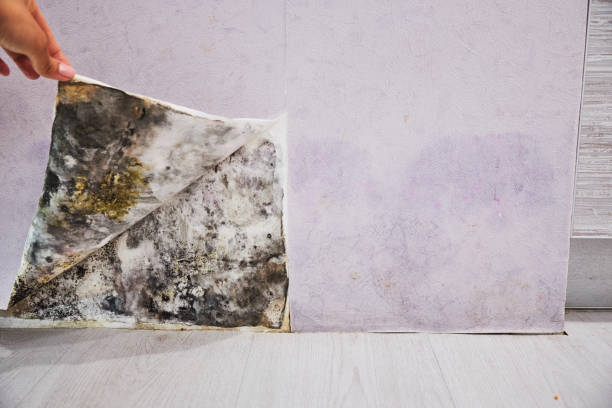 Best Emergency Mold Remediation in Herscher, IL